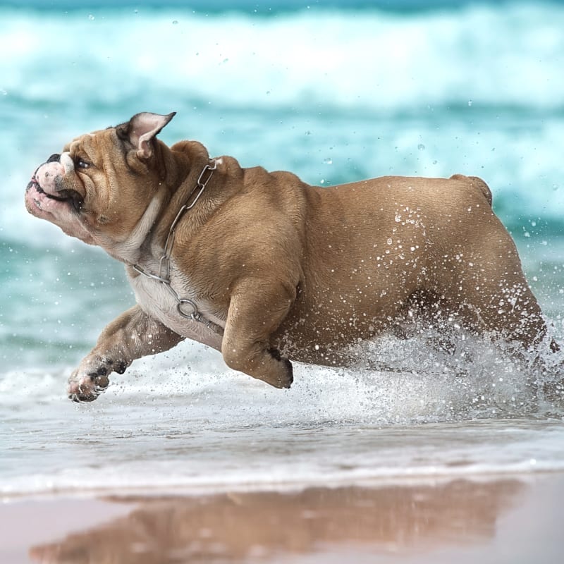 Shoreland Animal Hospital in Toledo