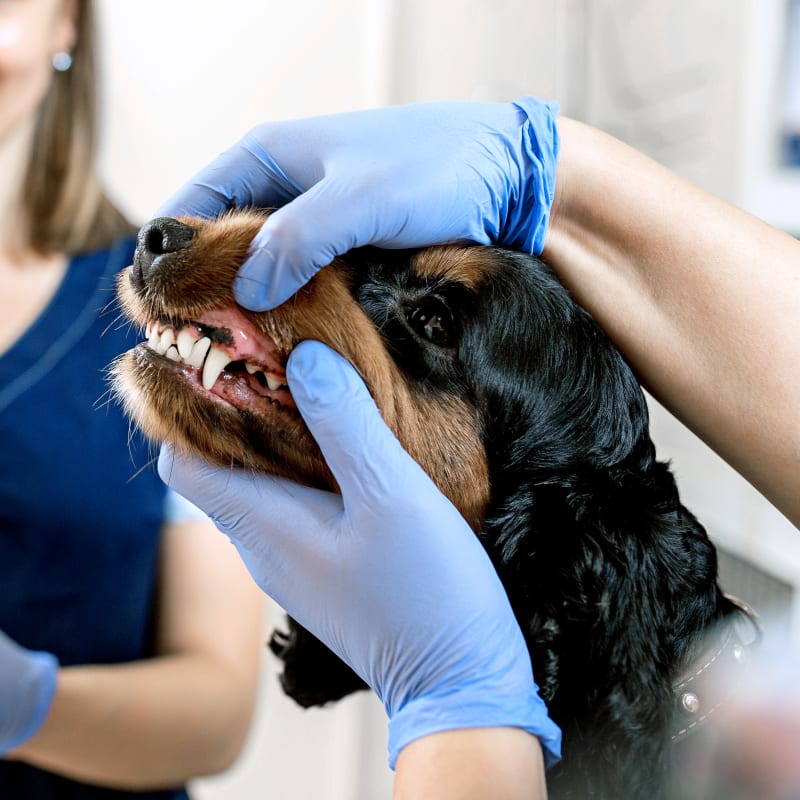 Veterinary Dentistry in Toledo