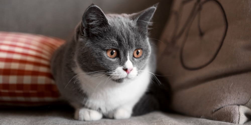 Cat Veterinarian in Toledo