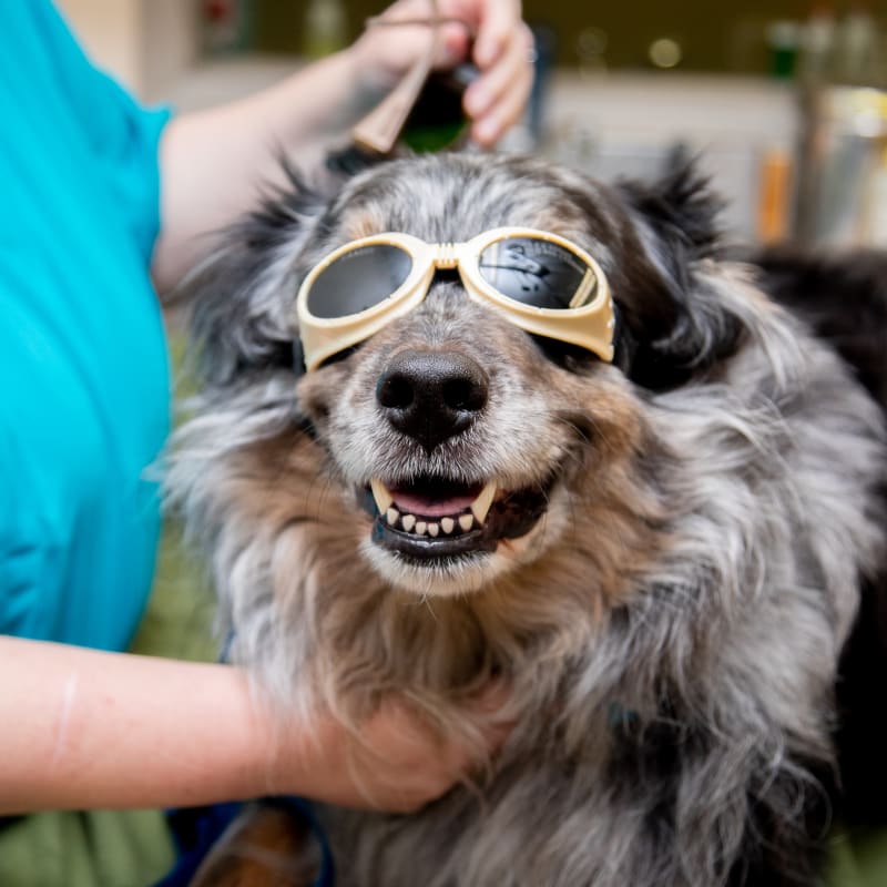 cat & Dog Cold Laser Therapy in Toledo