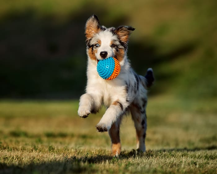 Spaying & Neutering, Toledo Veterinarians